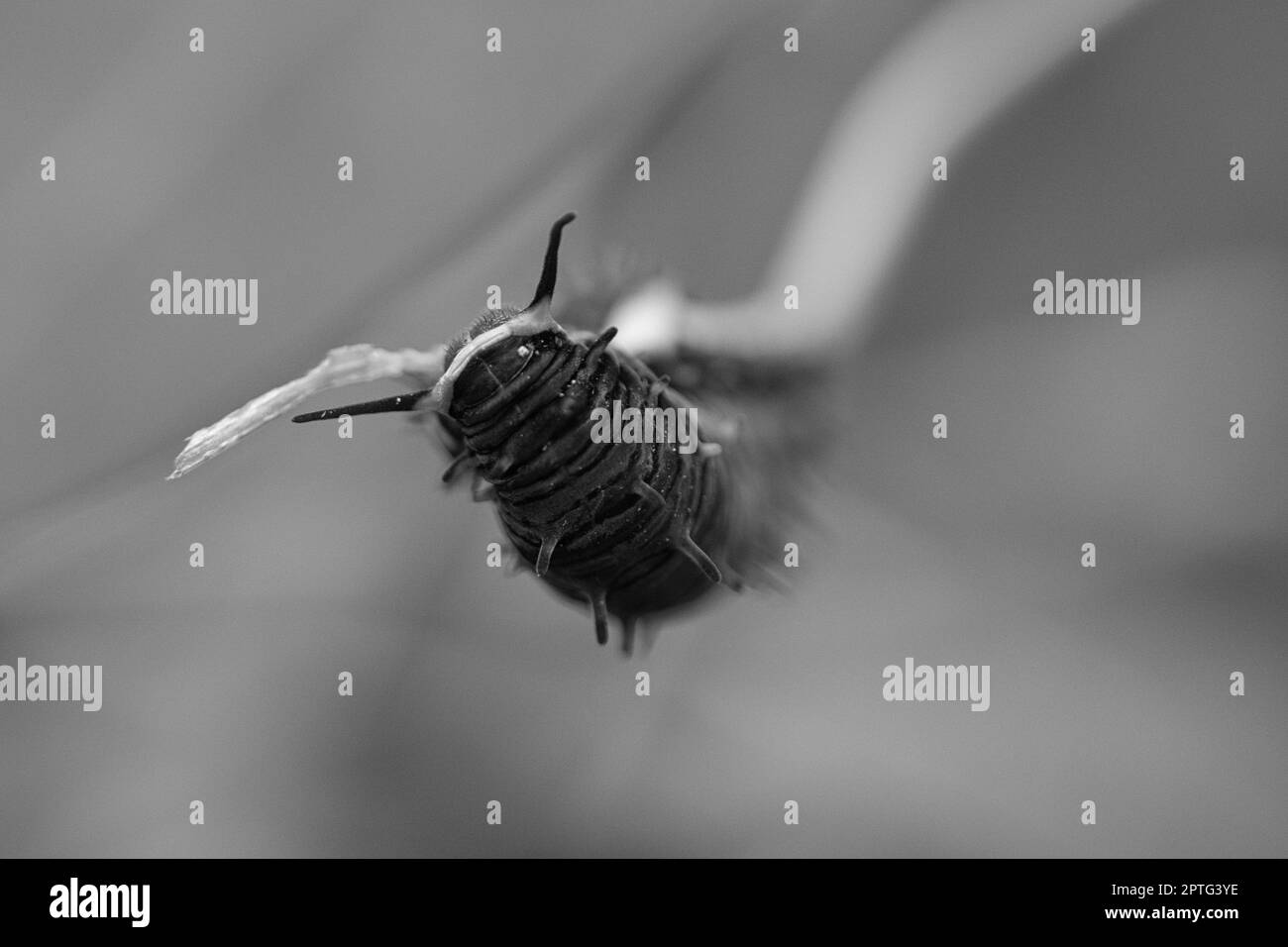 Caterpillar füttert auf einem Blatt. Ein einziges Tier aus nächster Nähe. Wenn sie in großer Zahl auftreten, sind sie sehr schädlich. Stockfoto