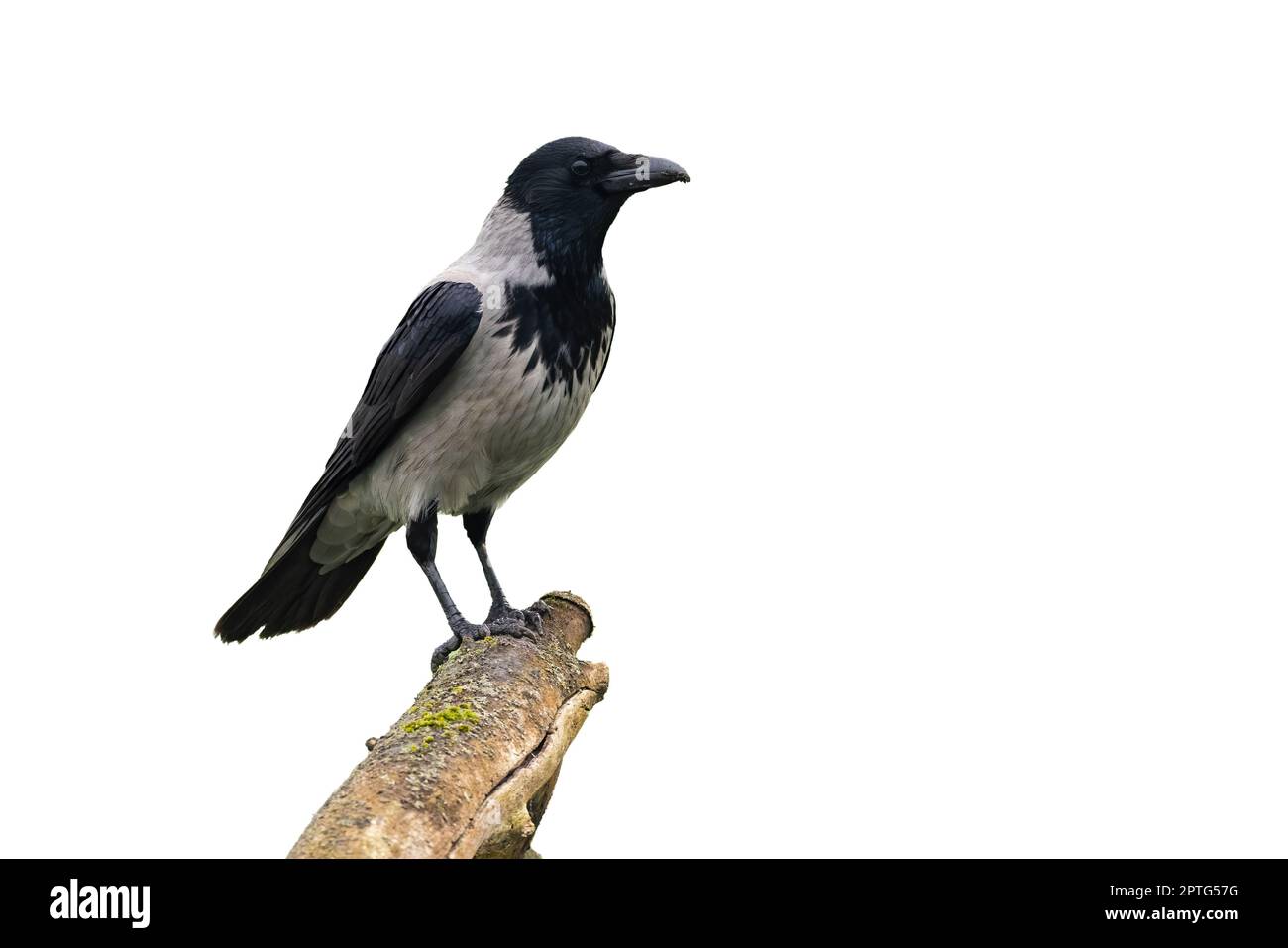 Kapuzenkrähe, corvus cornix, sitzt auf einem Ast von der Seite isoliert auf weißem Hintergrund. Großer Vogel mit braunen und grauen Federn hoch oben auf einem Zweig Stockfoto