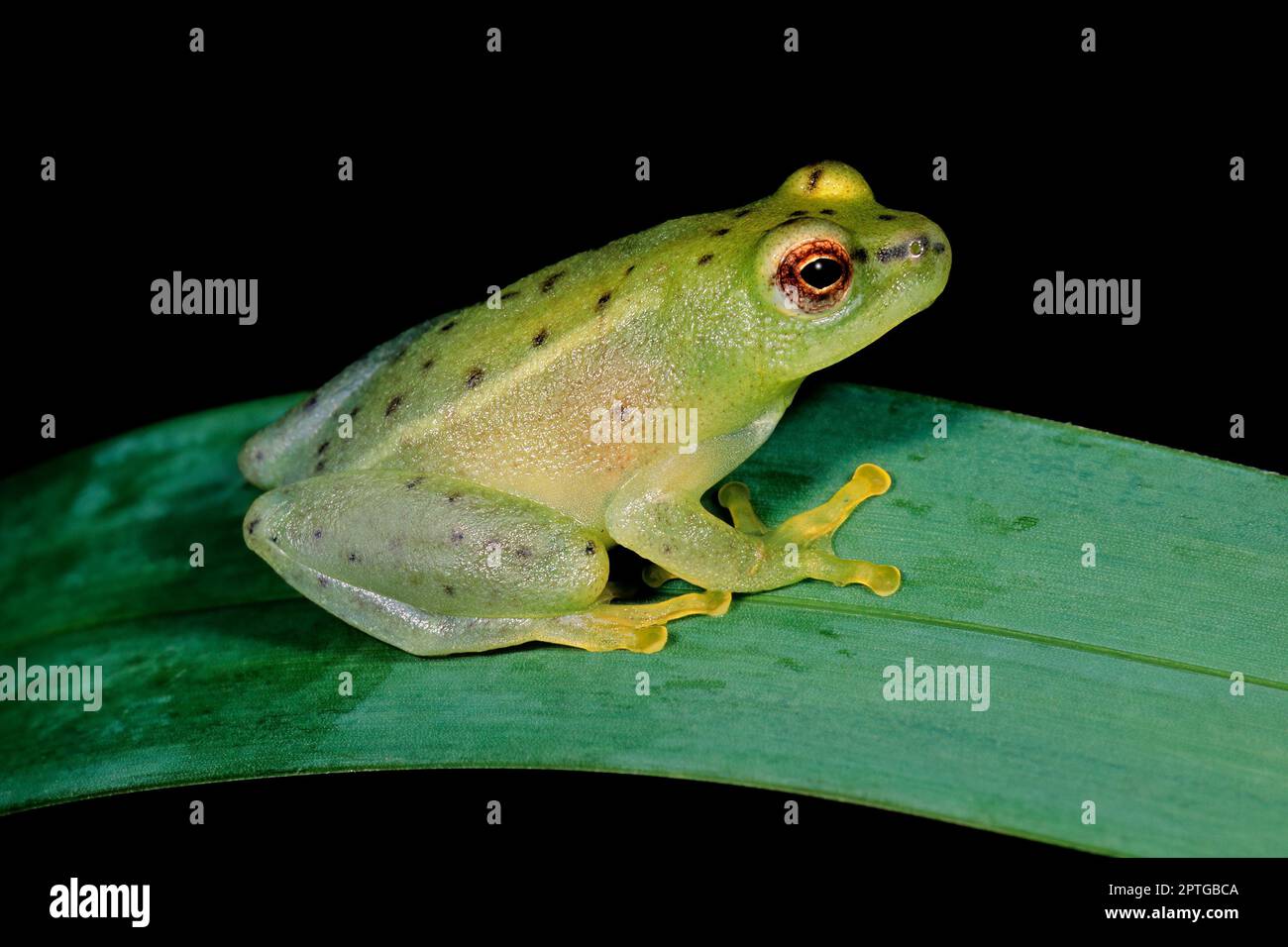 Ein kleiner nächtlicher Seerosenfrosch (Hyperolius pusillus), der auf einem Blatt sitzt, Südafrika Stockfoto