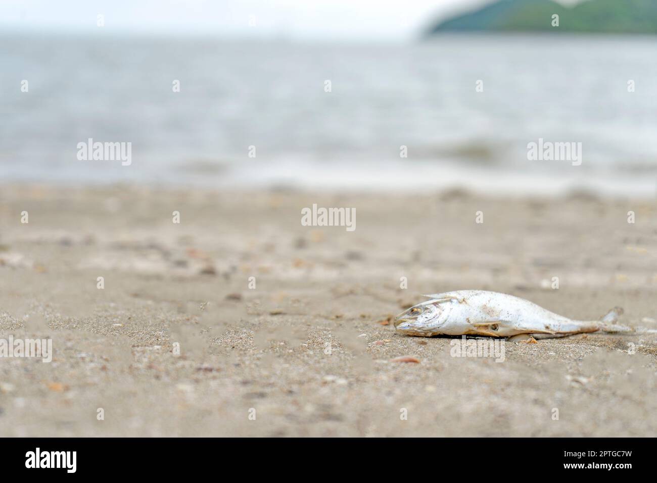 Toter Fisch am Strand und dreckig Stockfoto