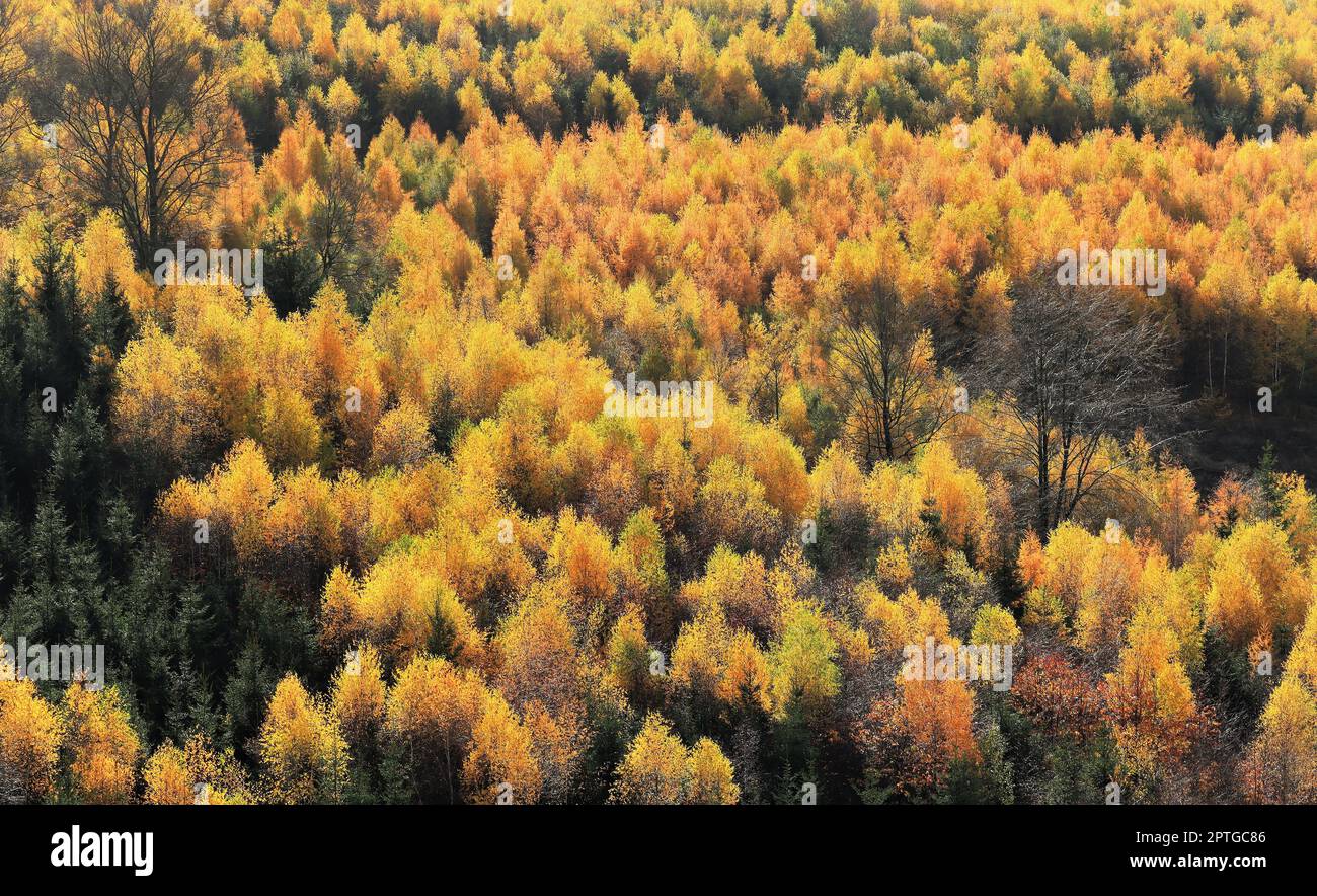 Lärchenwald im Herbstlaub im Naturschutzgebiet Arnsberger Wald in der Nähe der Hellefelder Höhe. Stockfoto