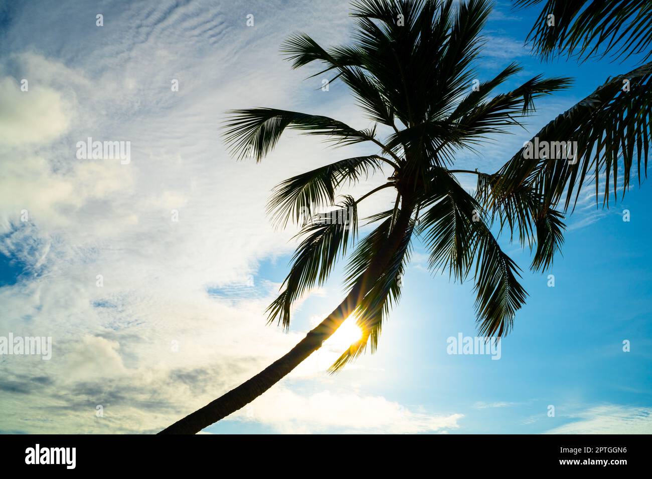 Malerischer Blick Auf Palmen Und Strand Bei Sonnenuntergang Stockfoto