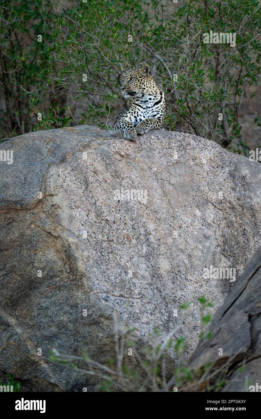 Leopard liegt mit dem Kopf auf dem Felsbrocken gespannt Stockfoto