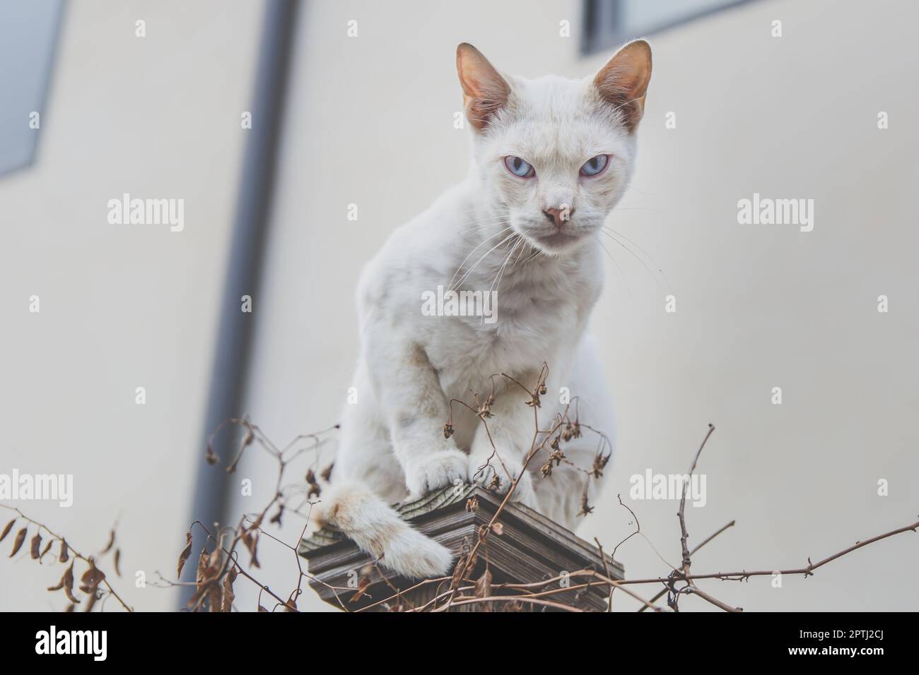 Eine weiße Wildkatze sitzt auf einem Zaunpfahl und schaut in die Kamera. Stockfoto