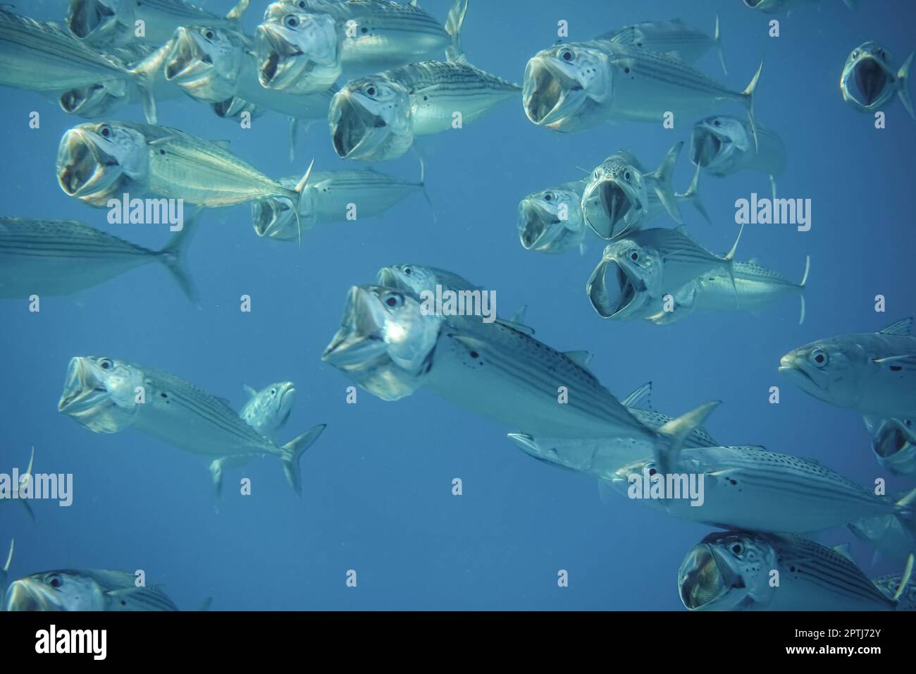 Großmaul-Makrelen fischen sehr nahe mit offenem Maul im ägyptischen Meer Stockfoto