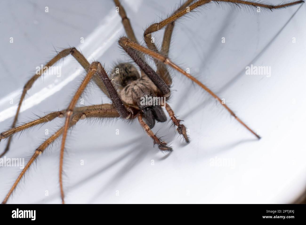 Makrofoto einer Eratigena atrica, auch bekannt als Riesenhausspinne Stockfoto