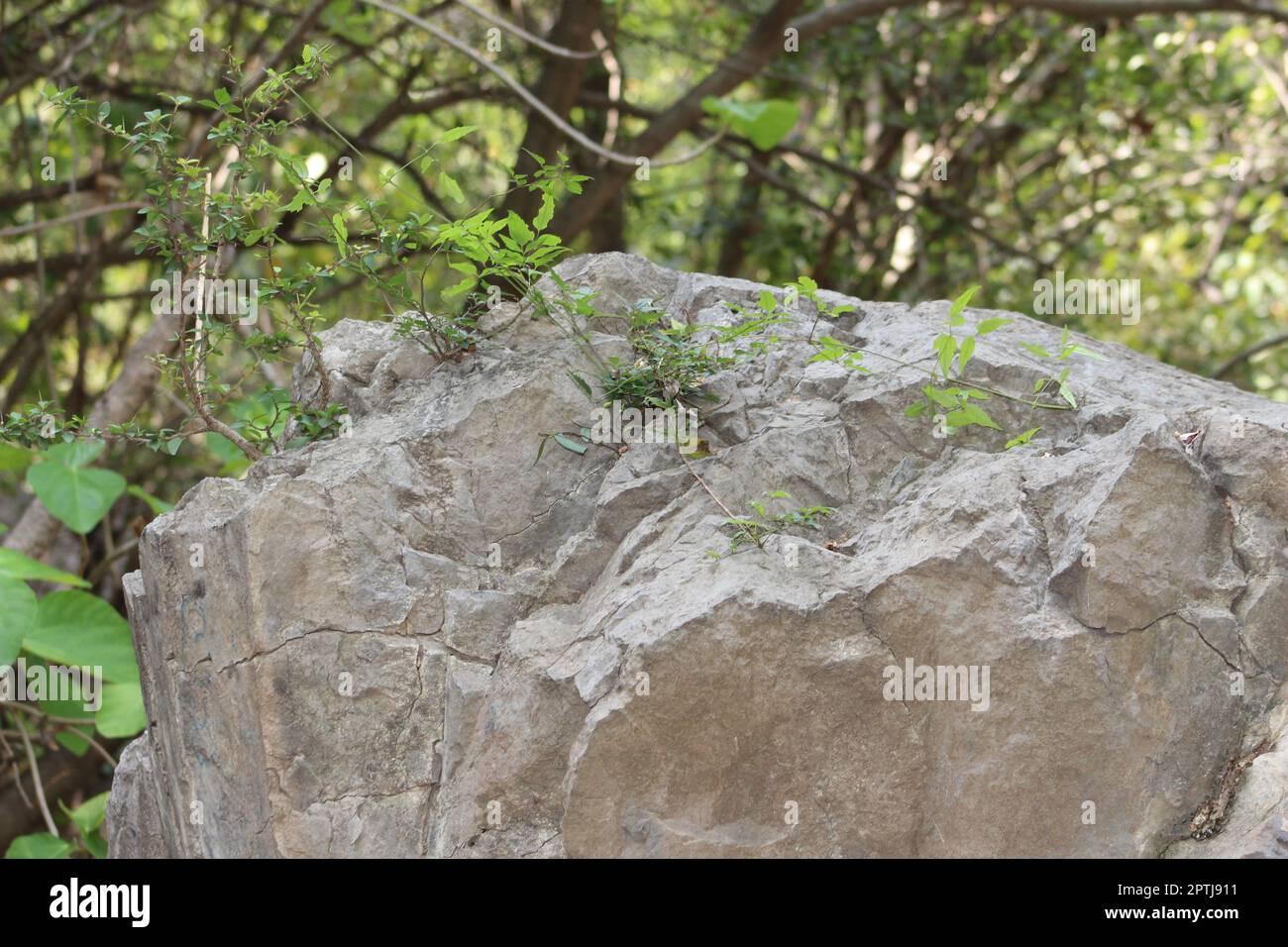 Felsbrocken in einem Wald Stockfoto