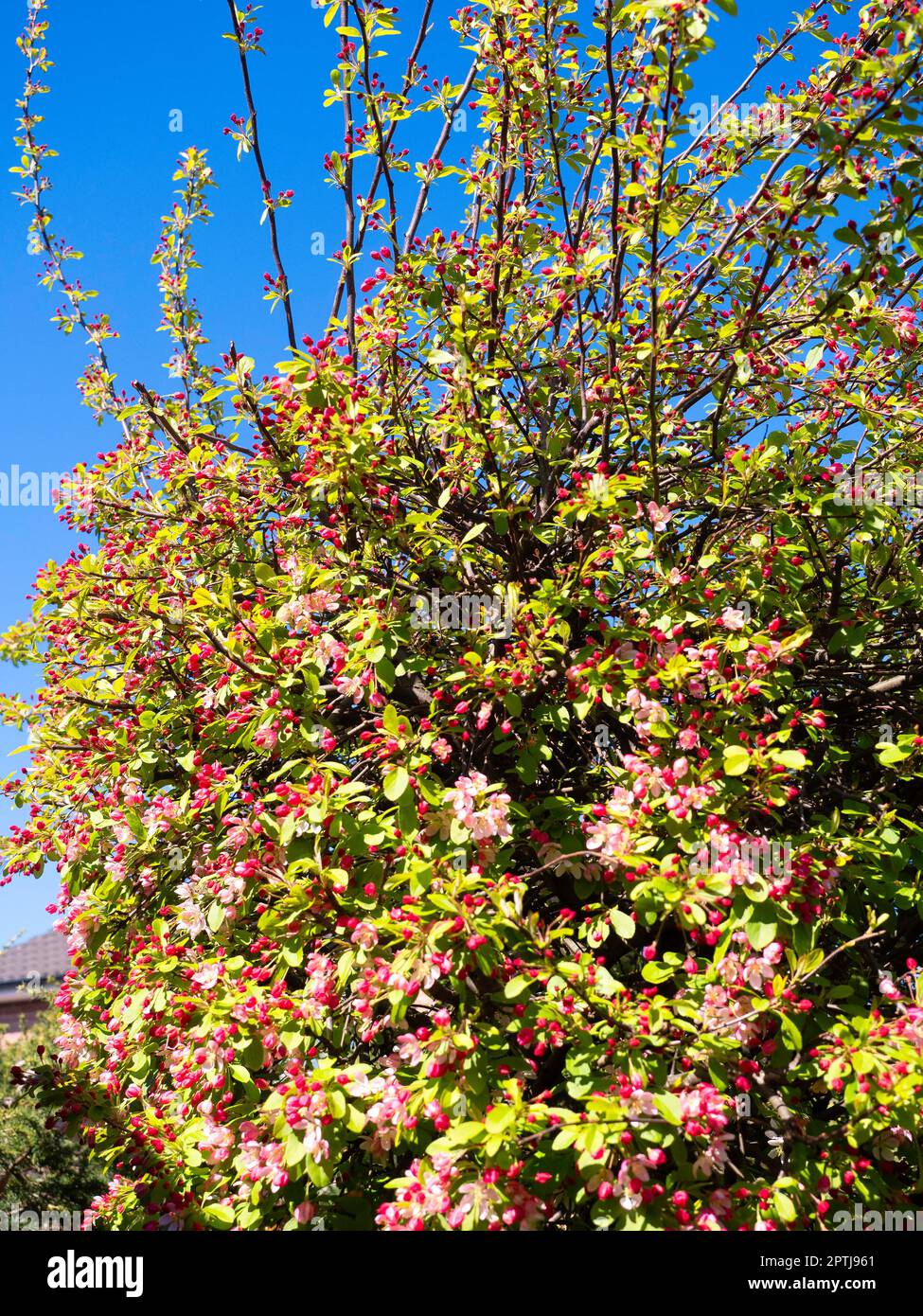 Blüten auf einem Krabben-Apfelbaum Anfang April 2023 Stockfoto