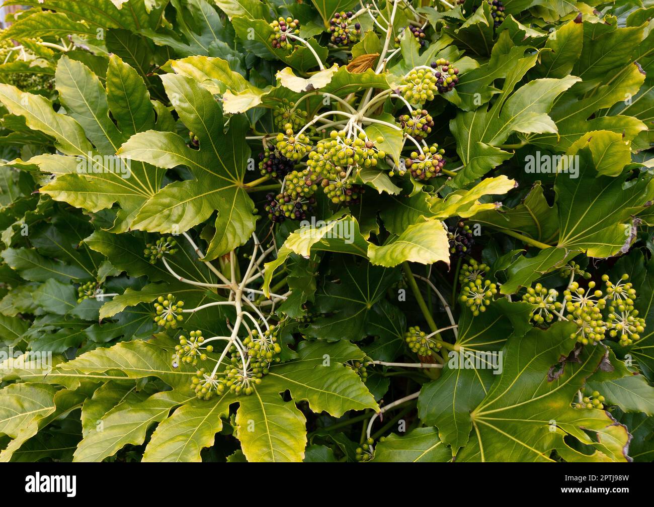 Fatsia japonica (Fatsi) oder japanische Aralia japonica wachsen sehr groß in einem eigenen Garten in North Yorkshire Stockfoto