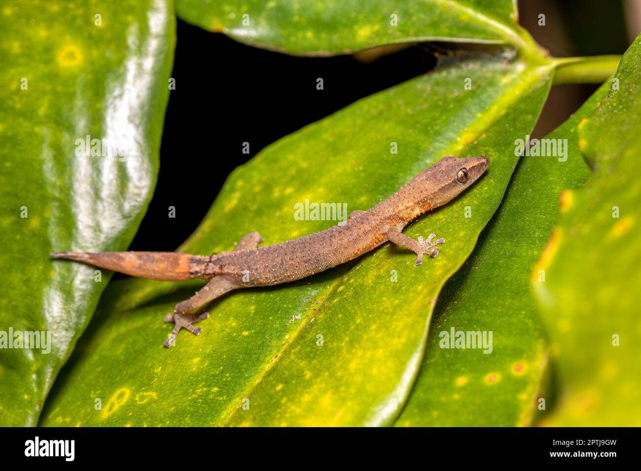 Madagaskar-Gecko (Ebenavia inunguis), juvenile, endemische kleine nachtaktive Arten von Eidechsen, Ranomafana-Nationalpark, Madagaskar-Tieranima Stockfoto