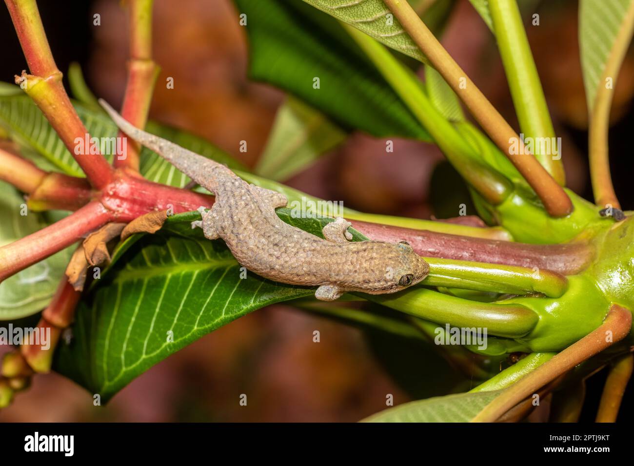 Grandidierscher Gecko (Geckolepis typica), endemische Echsenart in der Familie Gekkonidae, Kivalo Morondava Madagaskar Wildtier Stockfoto