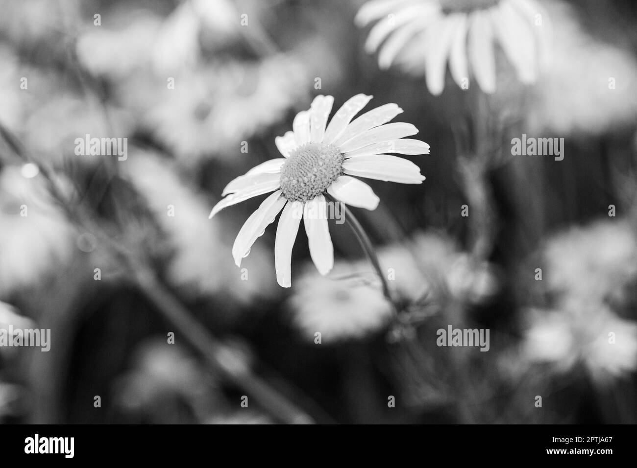 Gartenblume oder medizinische Kamille. Kamillenblüten auf der Wiese. Frühlings- oder Sommerlandschaft mit blühenden Gänseblümchen in Sonnenerscheinungen. Schwarz auf Weiß Stockfoto