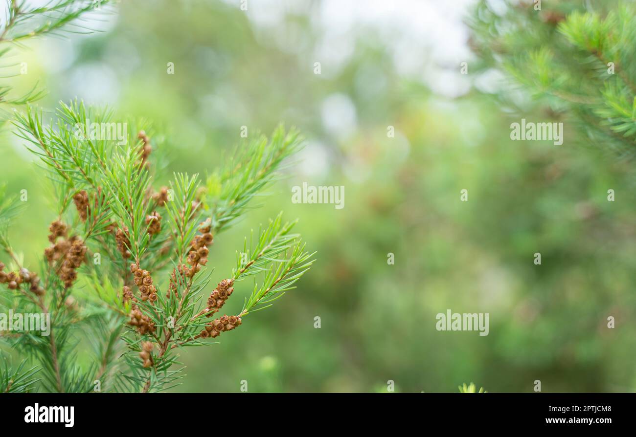 Nahaufnahme eines Astes von Kiefernblüten am Wald. Grüner natürlicher Hintergrund. Weichfokus Stockfoto