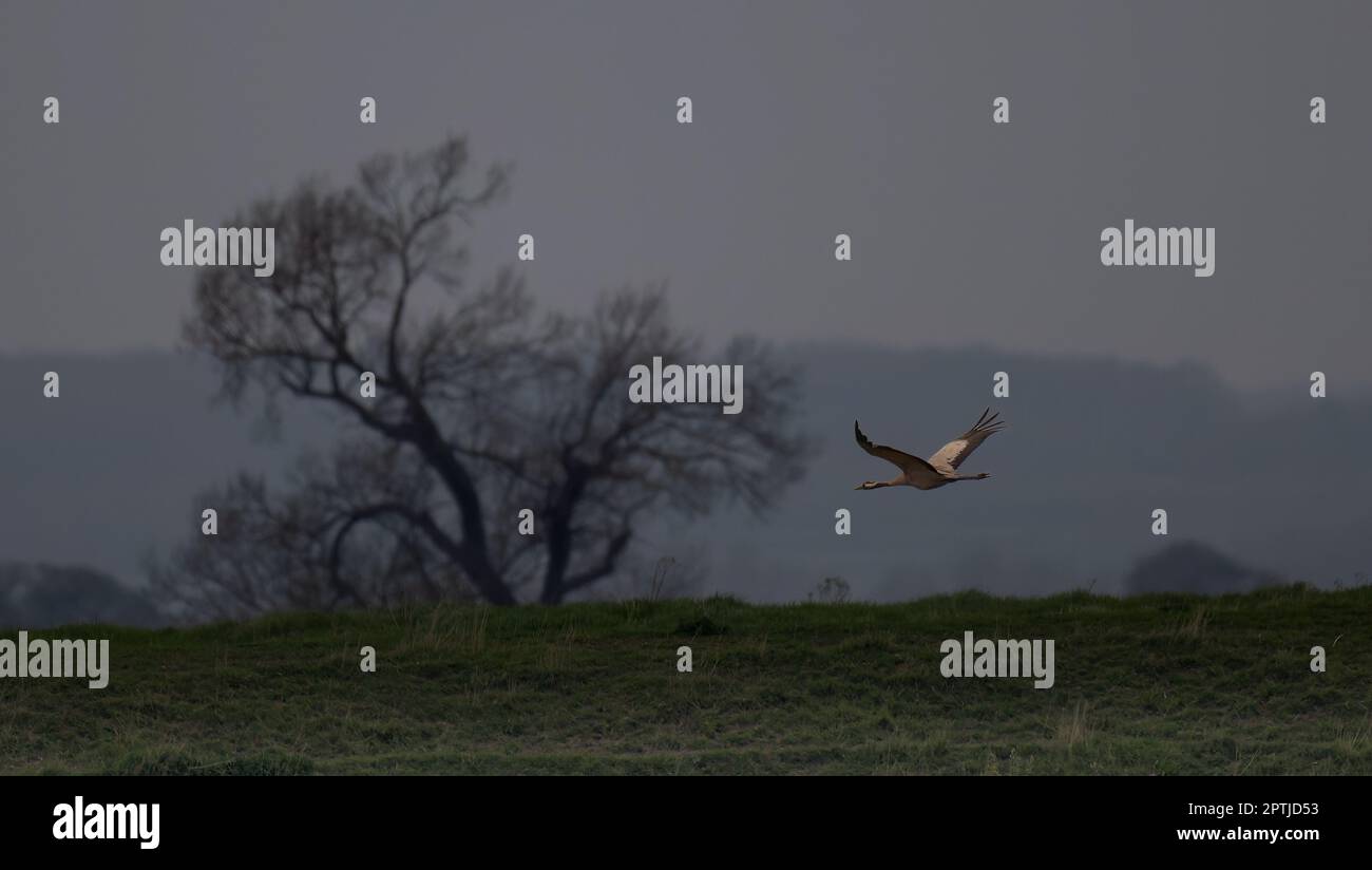 Common oder Eurasian Crane Grus grus fliegen über die Felder in Willow Tree Fen, Spalding, Lincolnshire UK Stockfoto