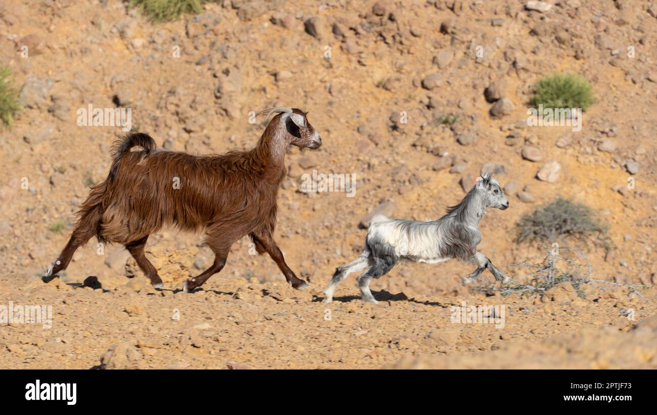 Zwei süße wilde Ziegen in Oman Stockfoto