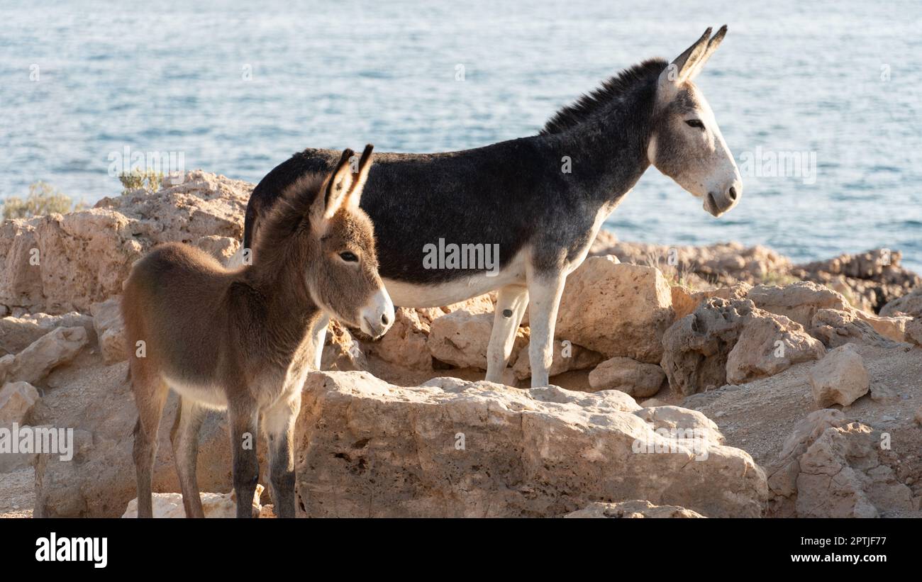 Zwei Esel am Meer in Oman Stockfoto