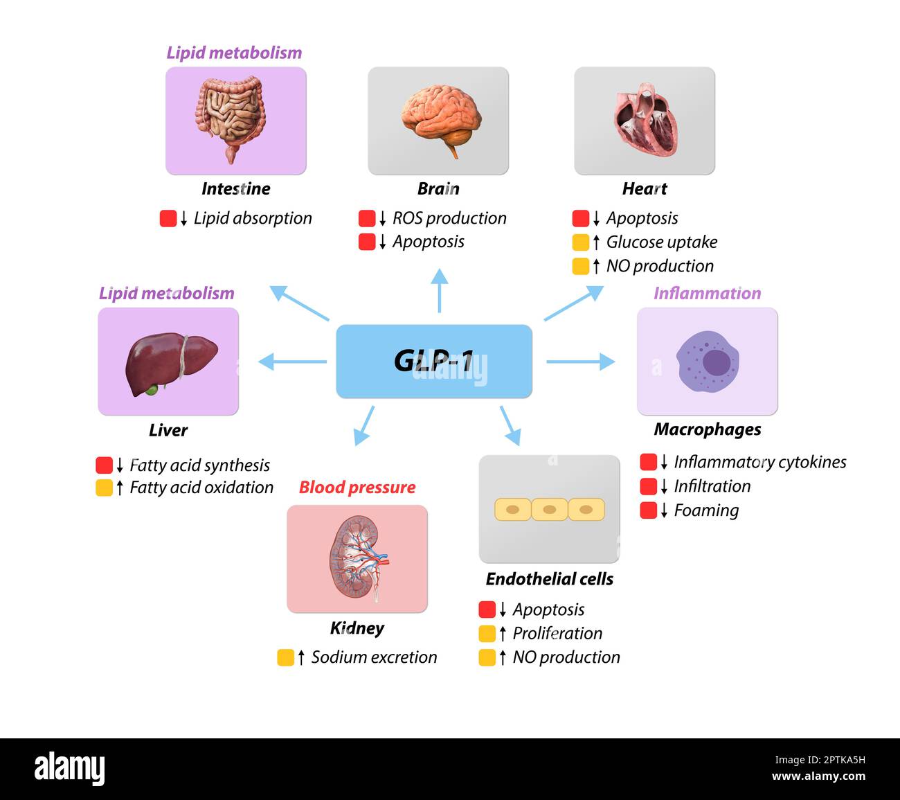 Glucagon-ähnliches Peptid 1 GLP-1 verhindert makrovaskuläre Komplikationen, koronare Herzkrankheit, Fettstoffwechsel, Blutdruckentzündung, Stickstoffochse Stockfoto