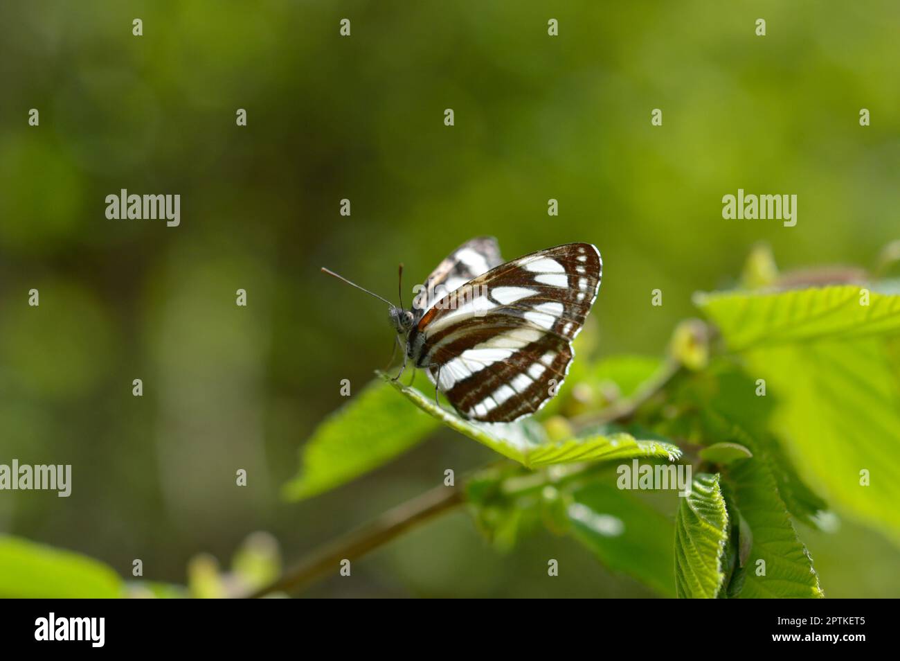 Gewöhnlicher Seemann, brauner und weißer Schmetterling auf grünem Blatt Makro Nahaufnahme. Stockfoto