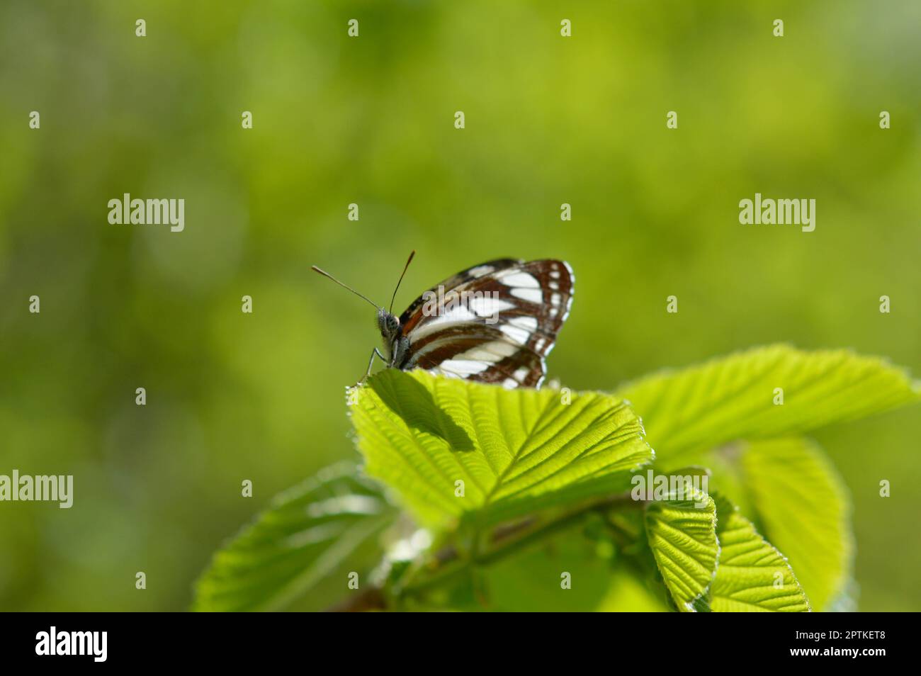 Gewöhnlicher Seemann, brauner und weißer Schmetterling auf grünem Blatt Makro Nahaufnahme. Stockfoto