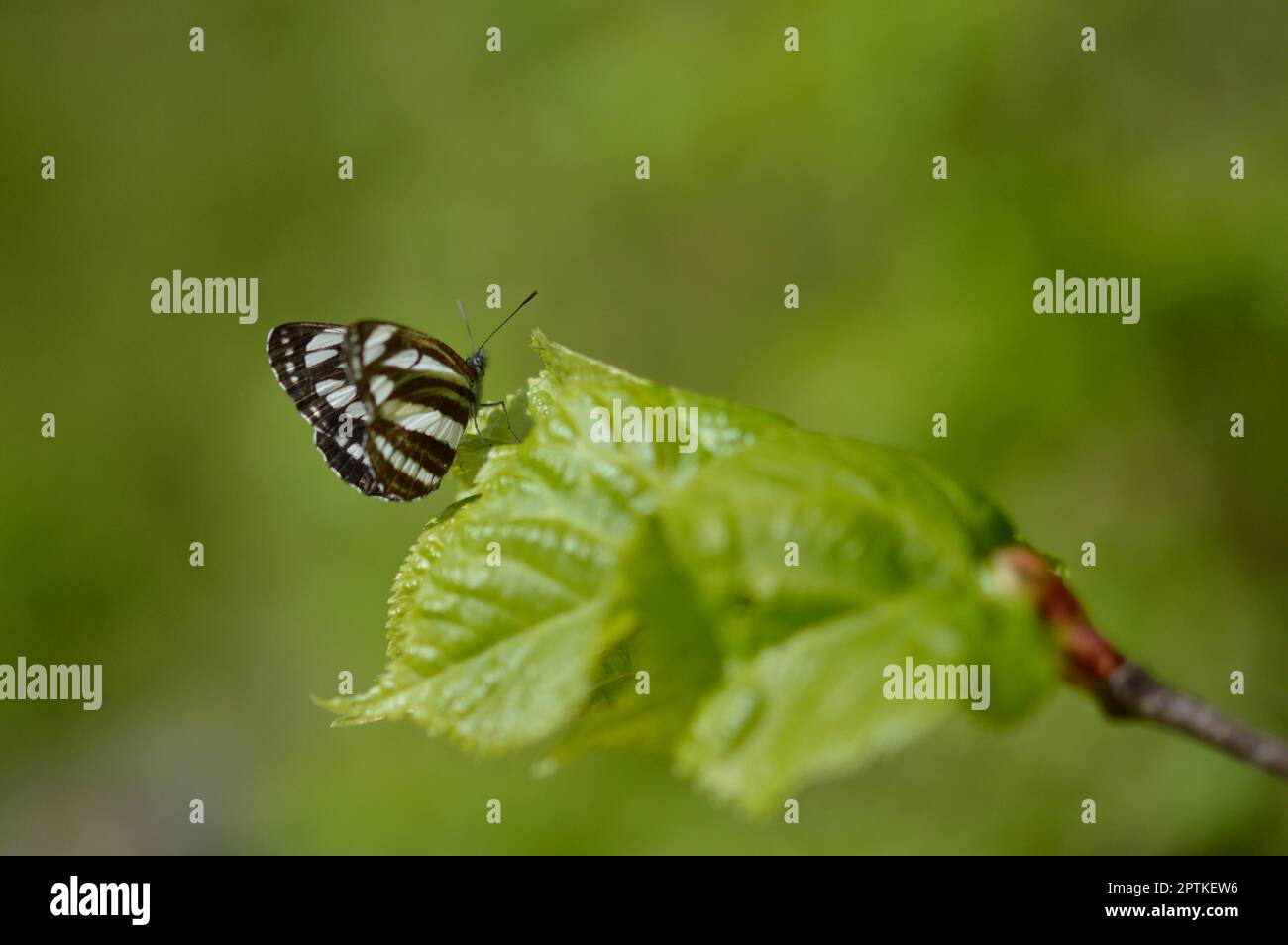 Gewöhnlicher Seemann, brauner und weißer Schmetterling auf grünem Blatt Makro Nahaufnahme. Stockfoto