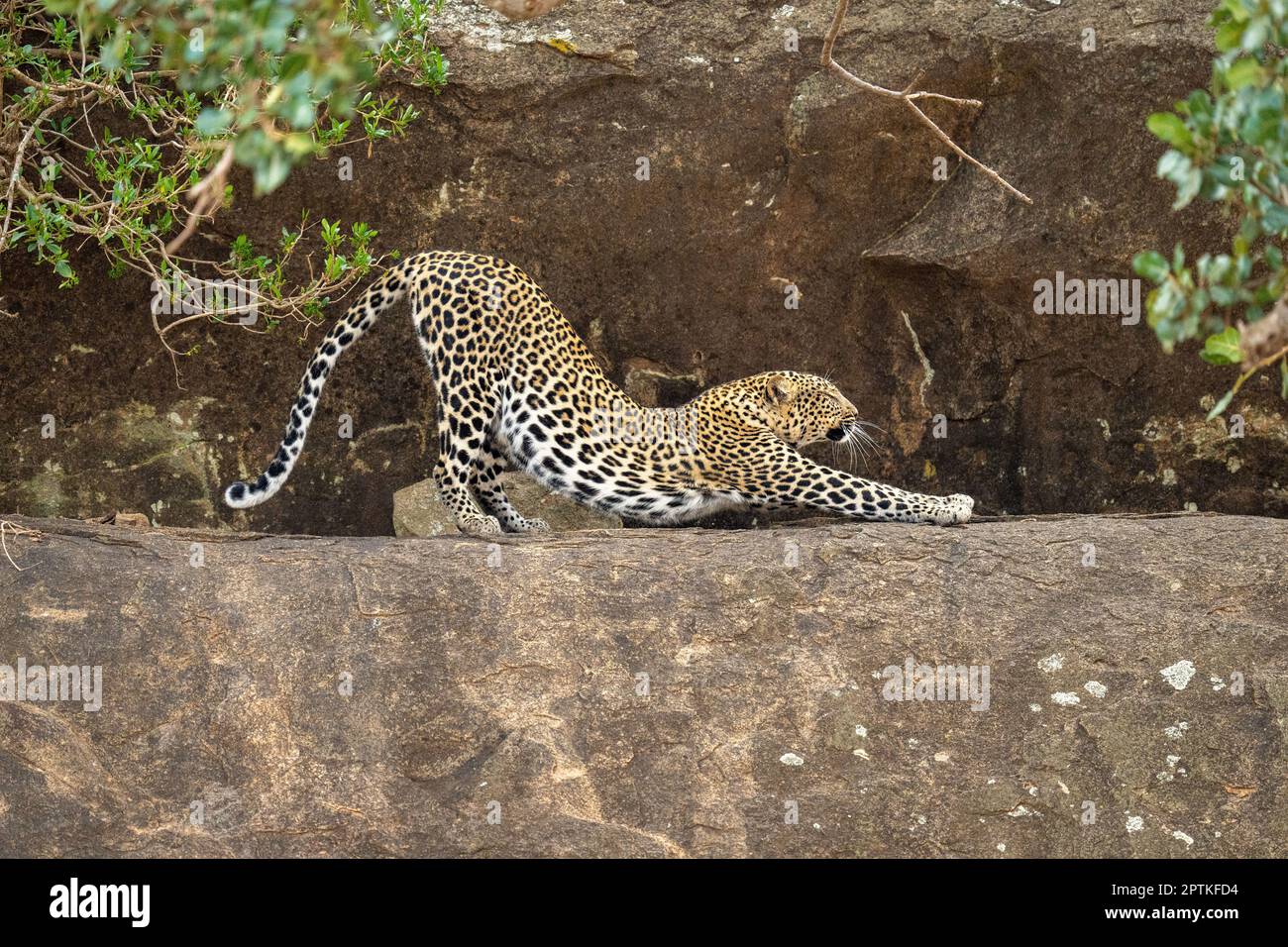 Der Leopard streckt sich auf dem Sims zurück und schließt die Augen Stockfoto