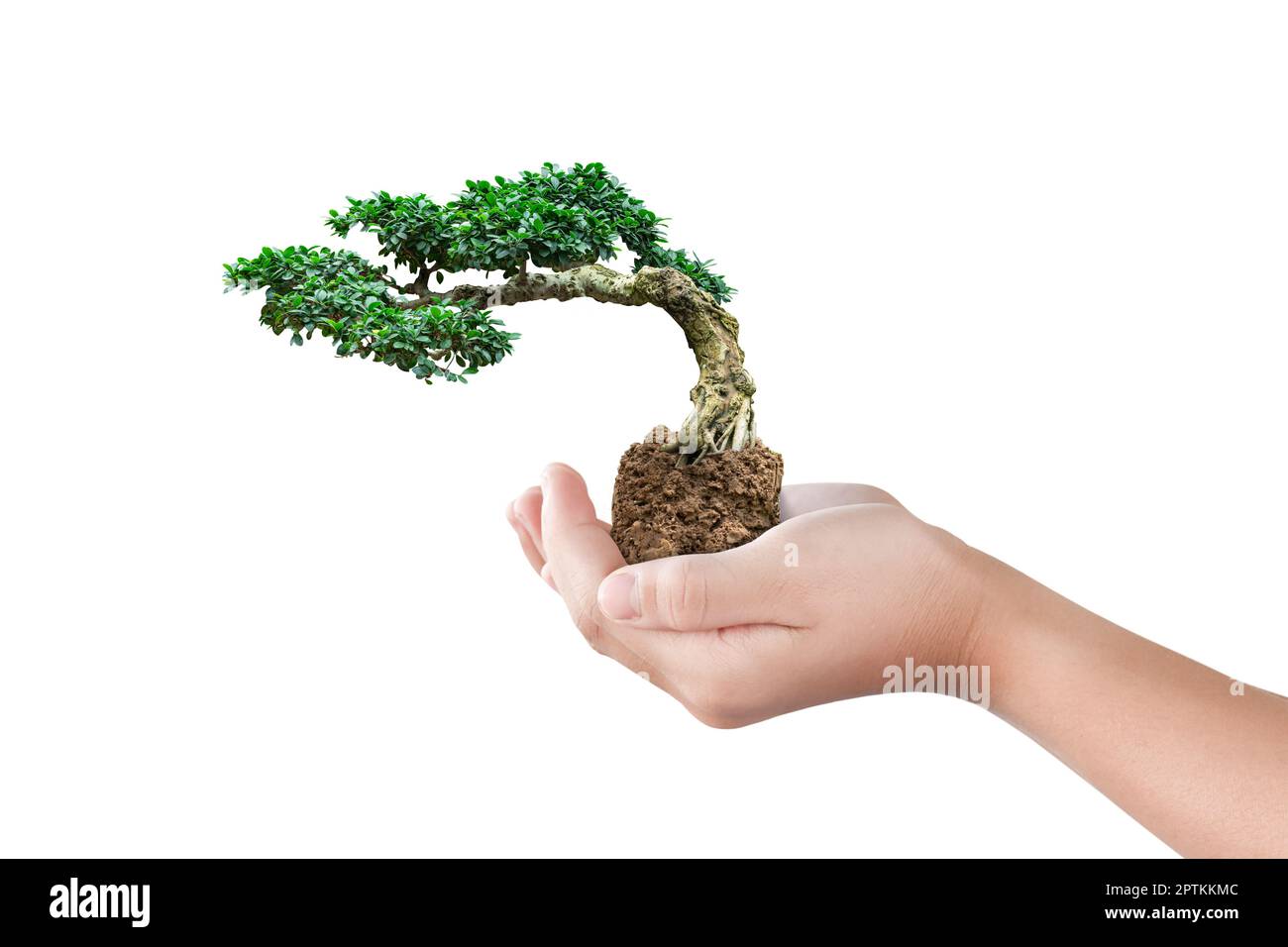 Hand gehaltener Bonsai-Baum isoliert auf weißem Hintergrund mit Schnittpfad Stockfoto