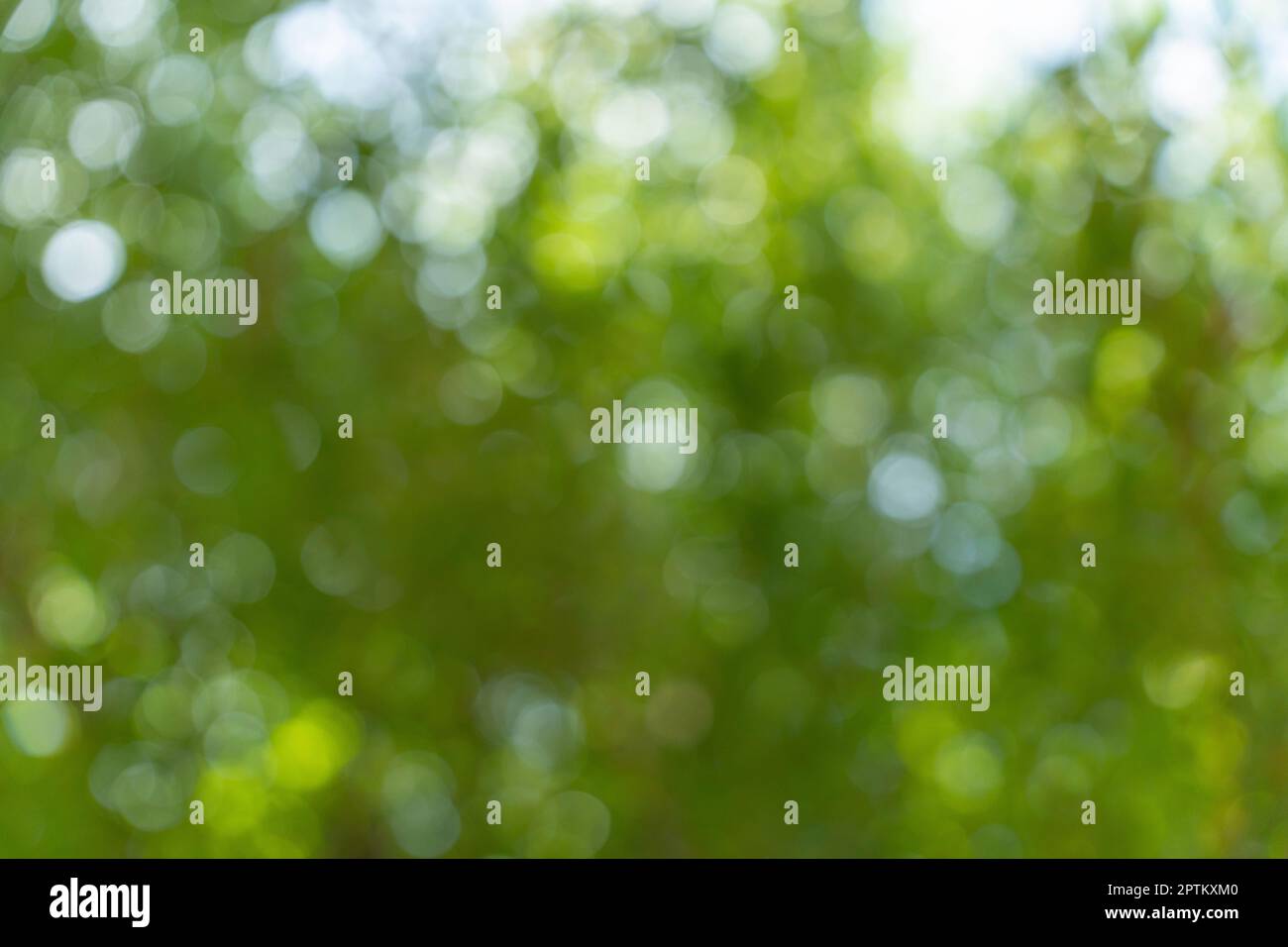 Abstrakte grüne Natur Bokeh Hintergrund. Weiche Hintergrundunschärfe von natürlichem Laub. Stockfoto