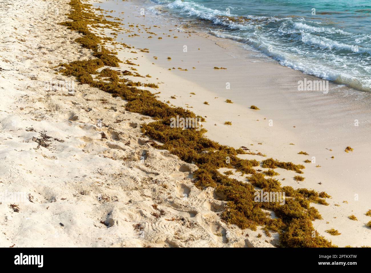 Sargassum Seetang angespült am Sandstrand, Isla Mujeres, Karibikküste, Cancun, Quintana Roo, Mexiko Stockfoto