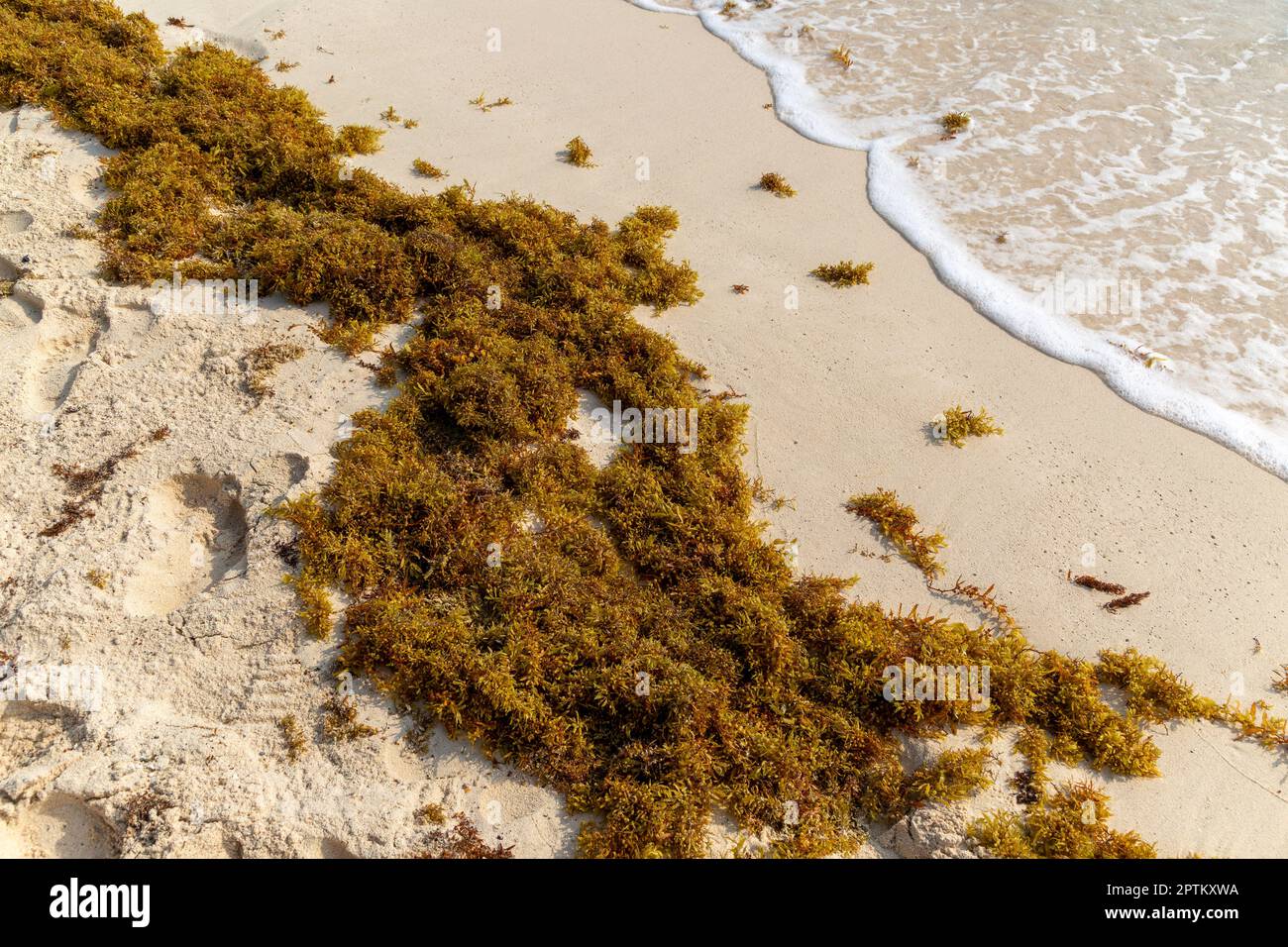 Sargassum Seetang angespült am Sandstrand, Isla Mujeres, Karibikküste, Cancun, Quintana Roo, Mexiko Stockfoto