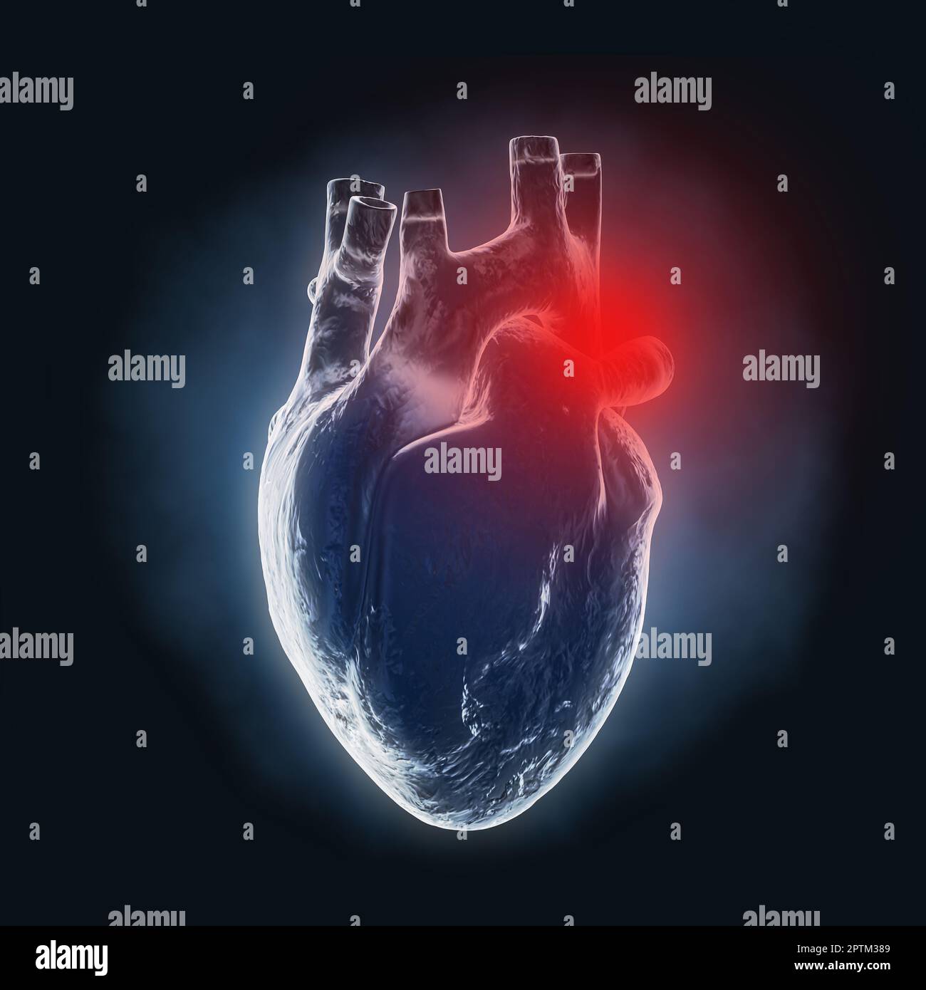 Human Heart Anatomy Internal Organ X-Ray Hologram View mit roter Schmerzzone auf schwarzem Hintergrund. 3D-Rendering Stockfoto