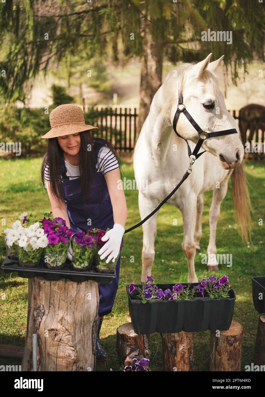 Frau in Arbeitskleidung, Handschuhe und Strohhut, die mit Blumen im Garten arbeitet, weißes arabisches Pferd in der Nähe, unscharfe grüne Bäume und Gartenhintergrund Stockfoto