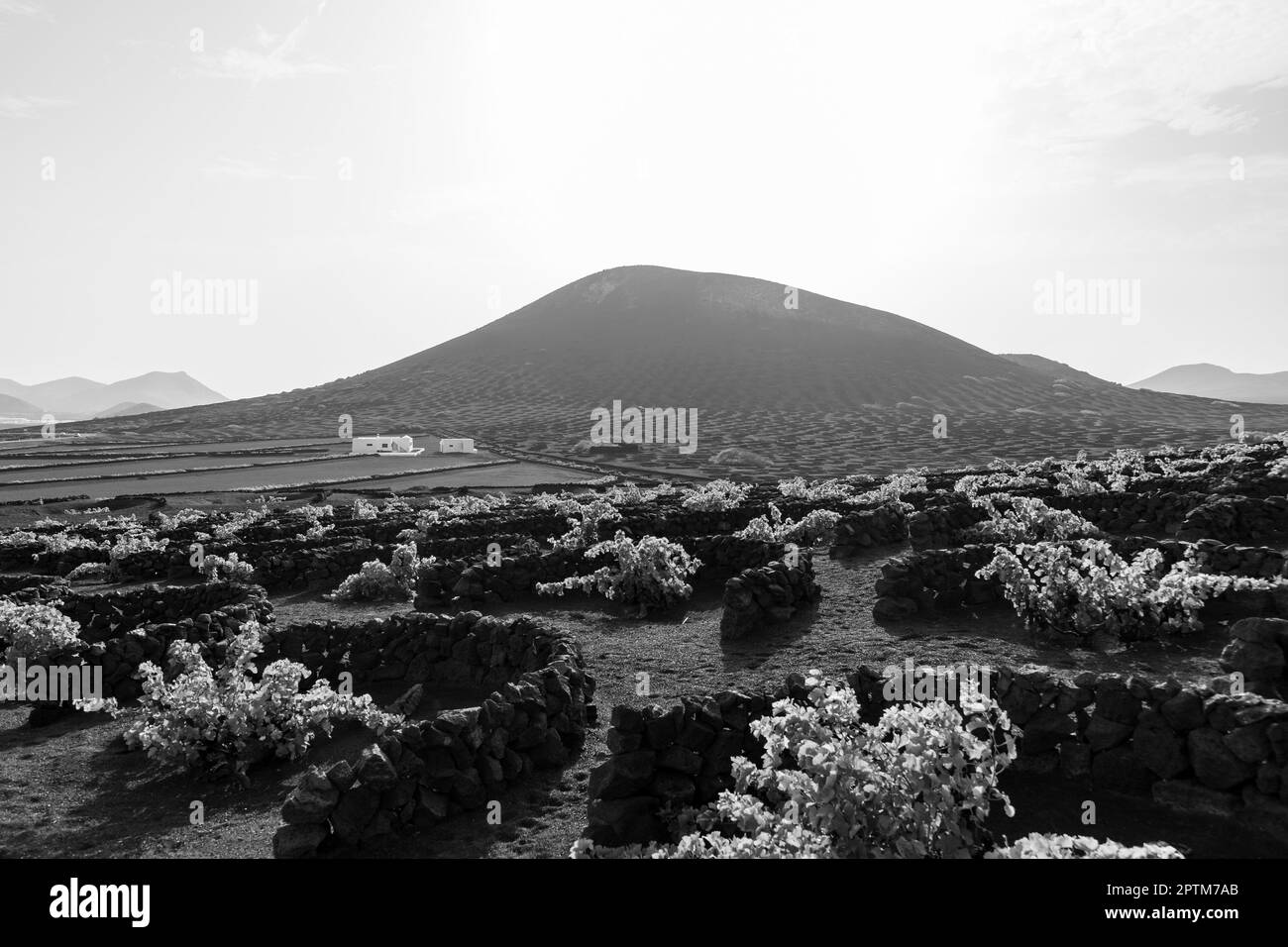 Typische Weinberge auf schwarzem Lavaböden. La Geria. Lanzarote, Kanarische Inseln. Spanien. Schwarz auf Weiß. Stockfoto