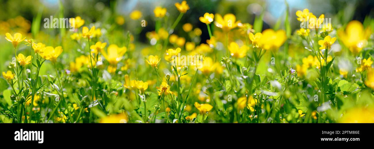Frühling oder Sommer Natur Hintergrund mit grünem Gras und Wildblumen Stockfoto