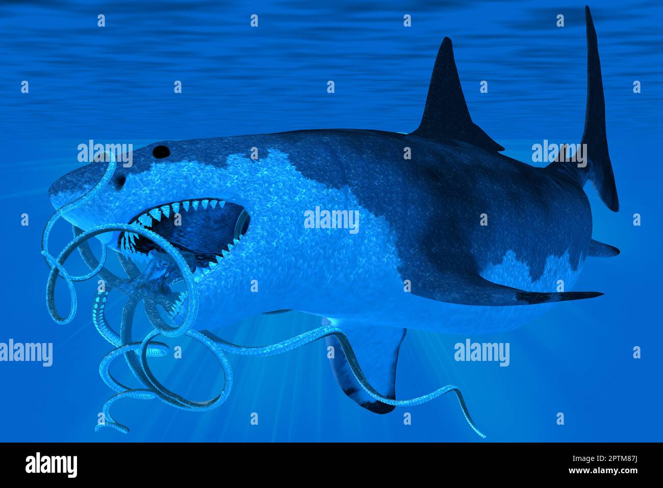 Unter Wasser versucht ein riesiger Megalodon-Hai während der Pleistozän-Zeit, einen Riesen-Oktopus zu fressen. Stockfoto