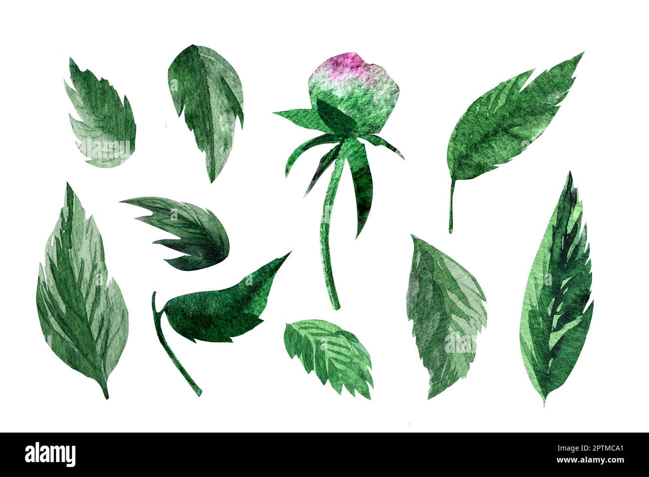 Aquarelldarstellung isolierter grüner Blätter. Botanische Illustration. Stockfoto