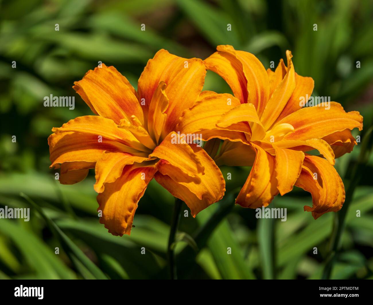 Zwei wunderschöne gelbe Blumen in der Sonne Stockfoto