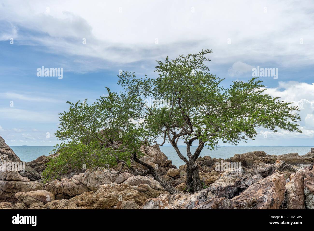 Bäume, die auf Felsen und im Meer wachsen, mit blauem Himmelshintergrund Stockfoto