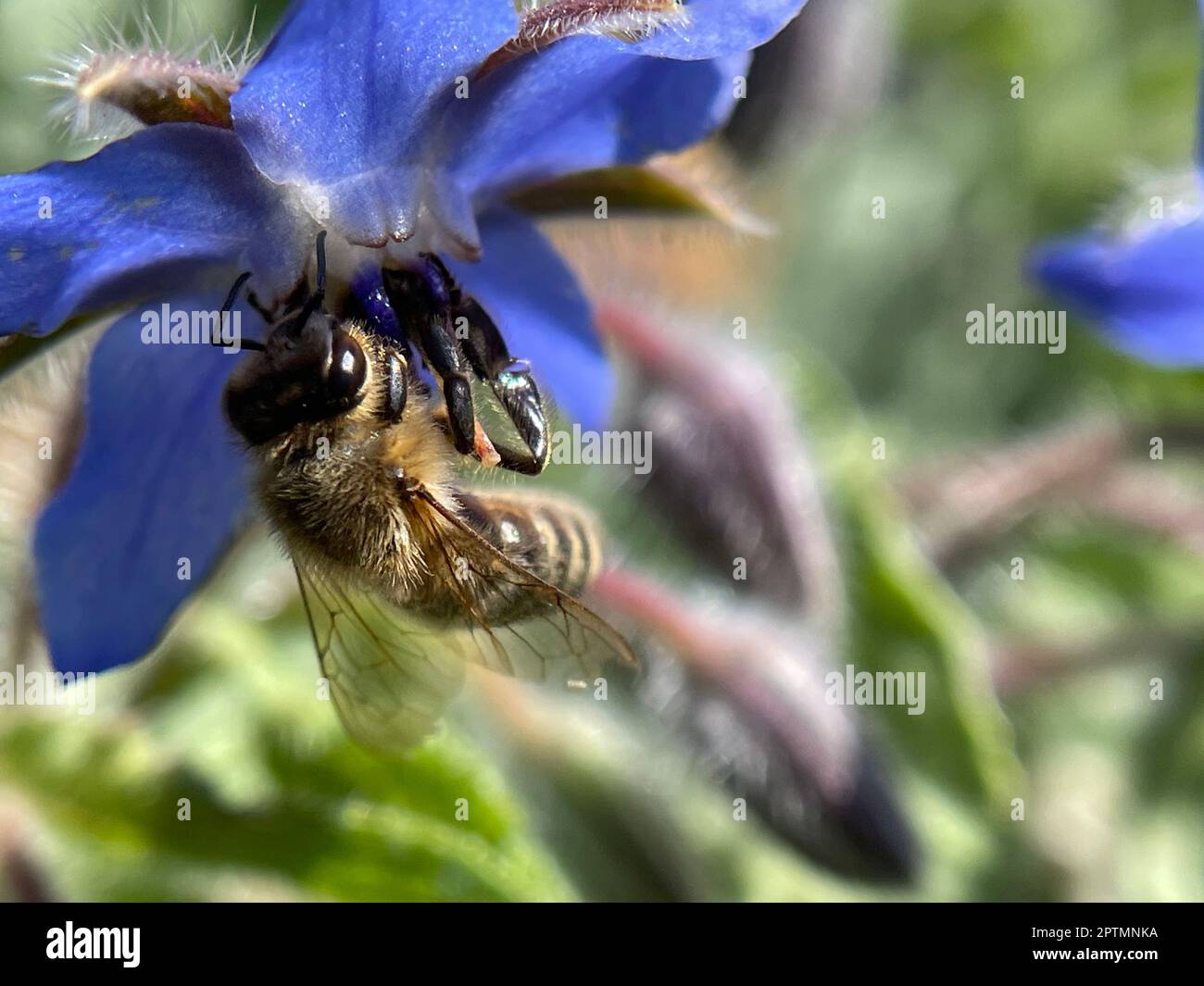 Biene, APIs mellifera, ist ein wichtiges Insekt zur Bekräftung von Pflanzen und zum Vernehmen von Honig. Honigbiene, APIs mellifera, ist eine wichtige in Stockfoto