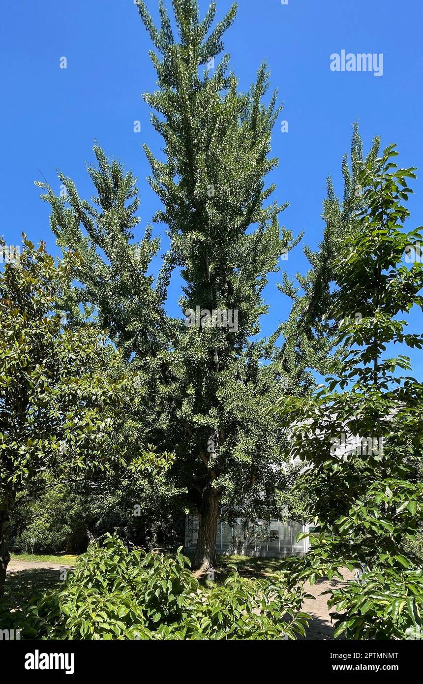 Ginkgo biloba oder Ginko ist eine in China heimische, heute weltweit