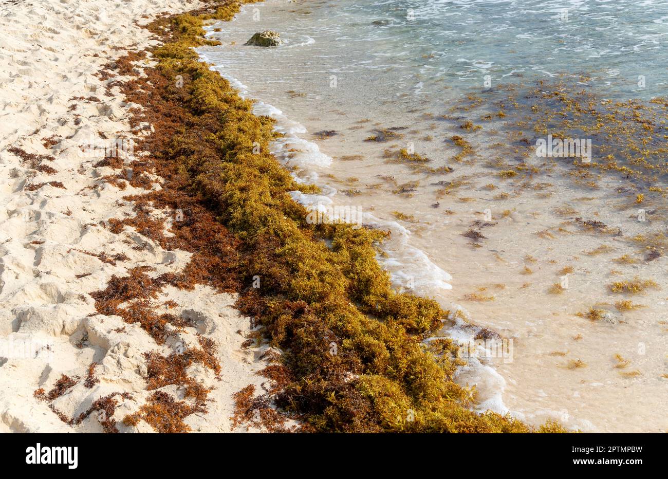 Sargassum Seetang angespült am Sandstrand, Isla Mujeres, Karibikküste, Cancun, Quintana Roo, Mexiko Stockfoto