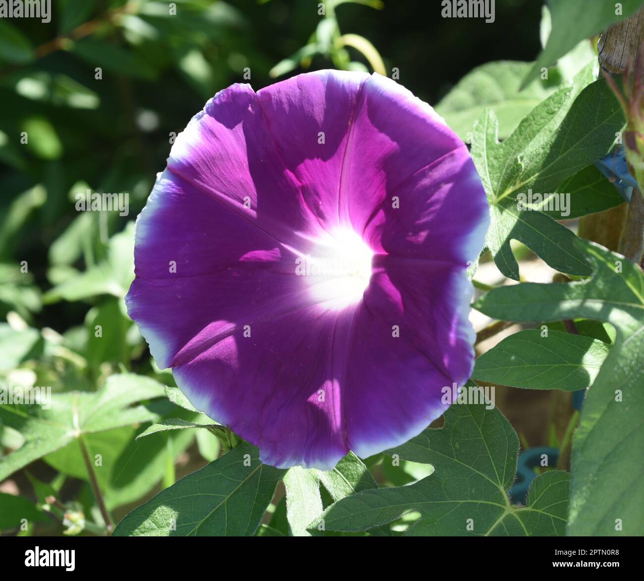 Dreifarbige Prunkwinde, Ipomoea purpurea, tricolor, ist eine schoene anhende Kletterpflanze. Tricolor Morning Glory, Ipomoea purpurea, Tricolor, ist Stockfoto