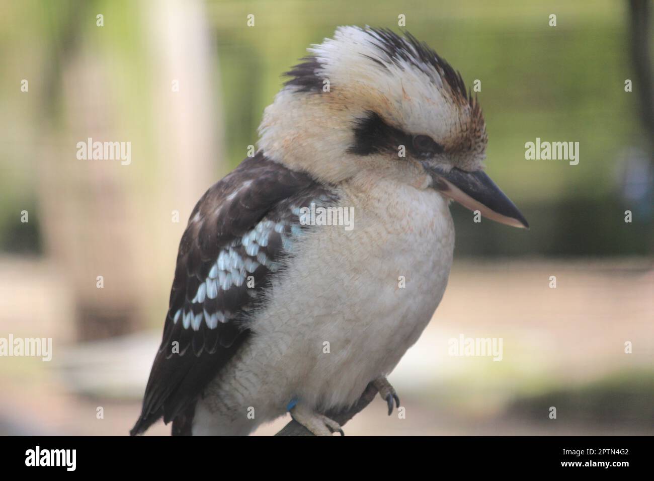 Kookaburra Stockfoto