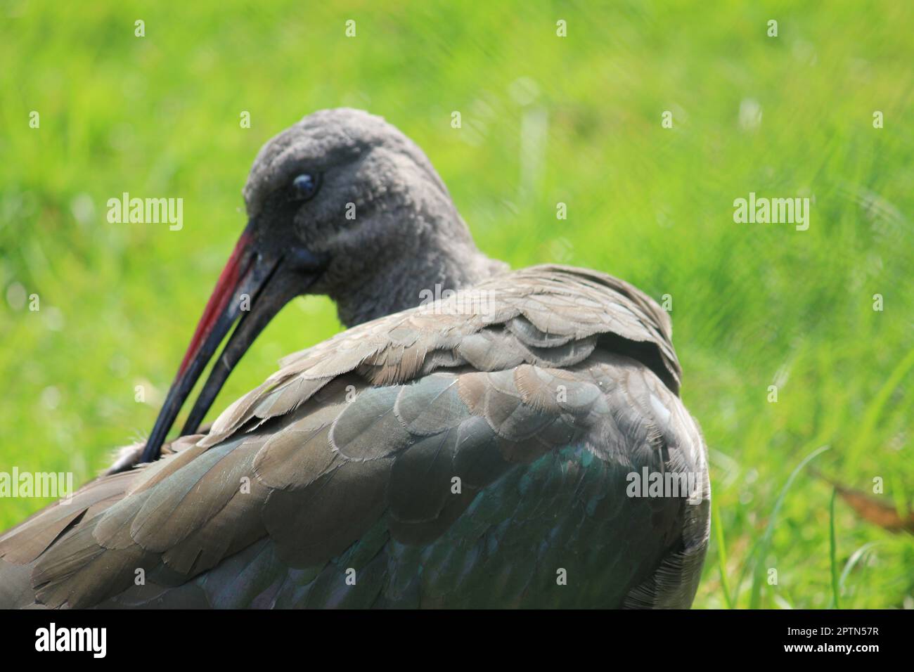 Hadada ibis Stockfoto