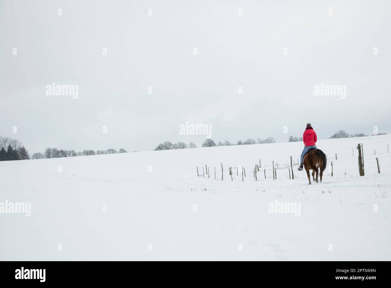 Rückansicht einer jungen Frau, die im Winter auf einem Pferd reitet, Bayern Stockfoto