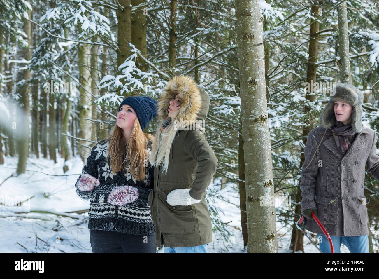 Freunde im verschneiten Wald mit einer Säge, die einen weihnachtsbaum durchsuchen, Bayern, Deutschland Stockfoto