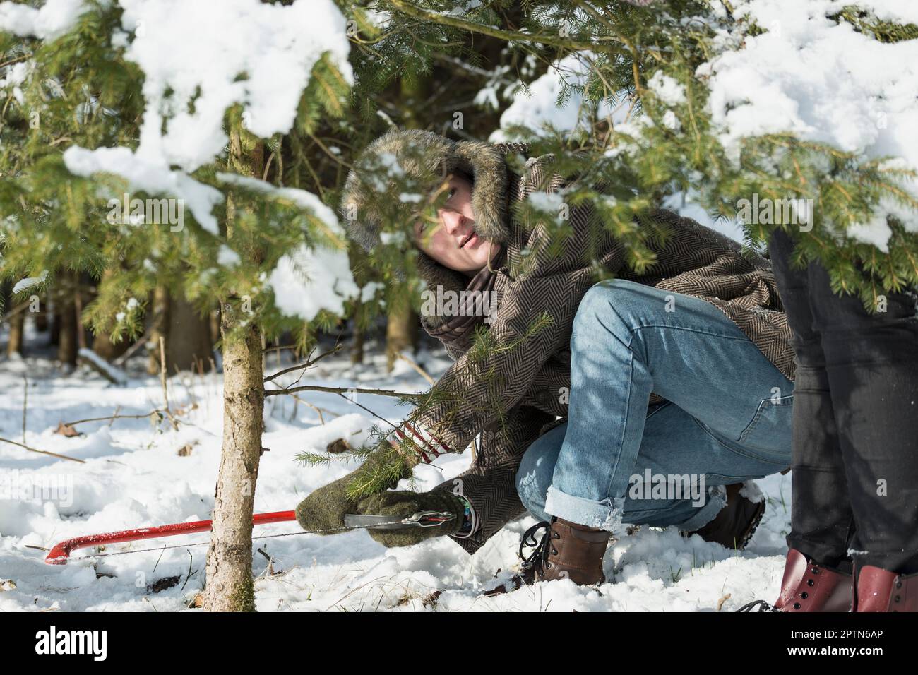 Junger Mann, der zu Weihnachten eine Fichte sägt, Bayern, Deutschland Stockfoto