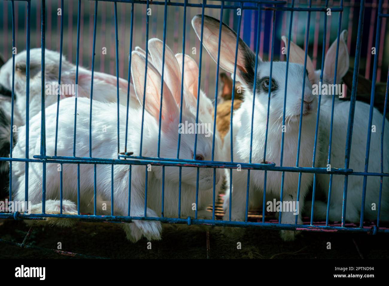 Kaninchen in einem Käfig, die nach draußen schauen. Tiere im Käfig. Tiere in Gefangenschaft. Stockfoto