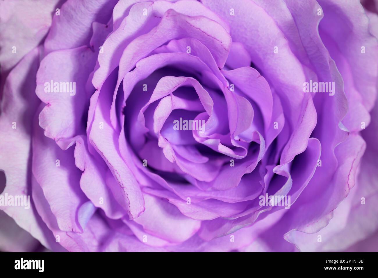 un bellissimo Bouquet di fiori con una rosa e tulipani. fiori per le celebrazioni o poremiazioni Stockfoto