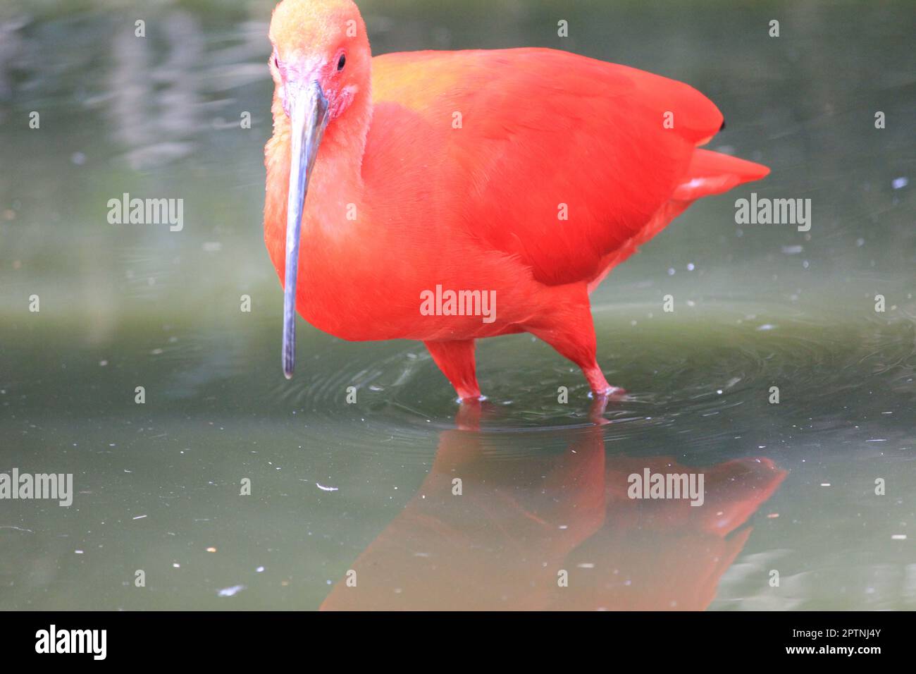 Scarlet ibis Stockfoto