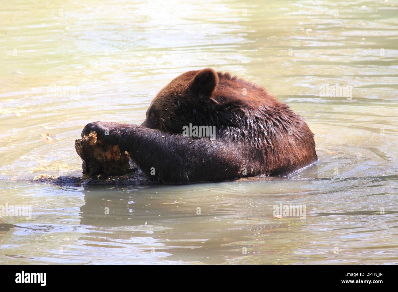 Brauner Bär Stockfoto